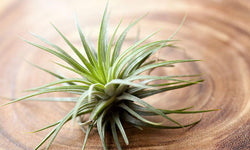 Set van 6 Tillandsia luchtplantjes