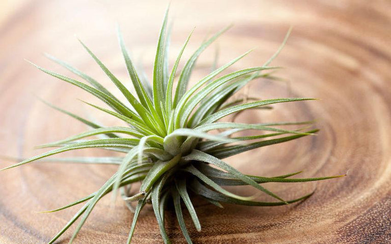 Set van 6 Tillandsia luchtplantjes