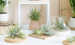 Set van 6 Tillandsia luchtplantjes