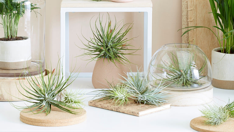 Set van 6 Tillandsia luchtplantjes