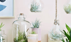 Set van 6 Tillandsia luchtplantjes