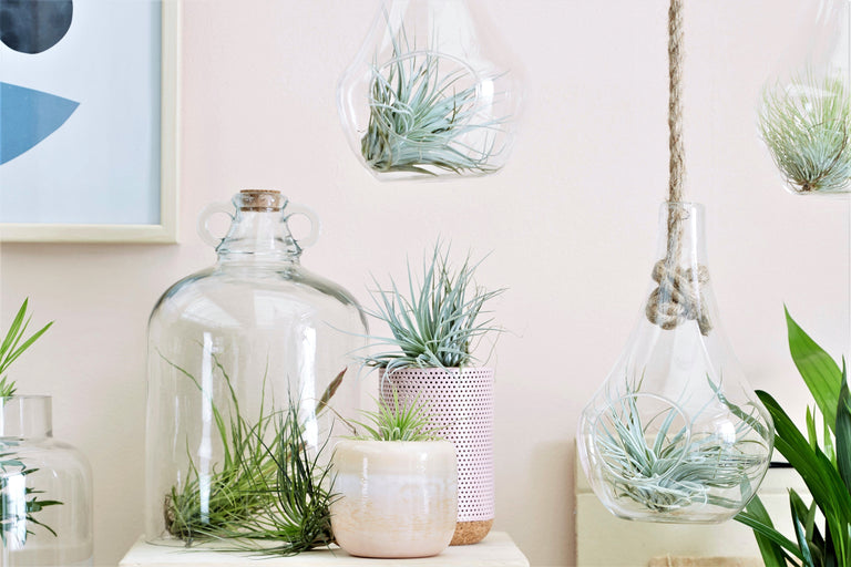 Set van 6 Tillandsia luchtplantjes