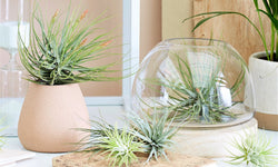 Set van 6 Tillandsia luchtplantjes