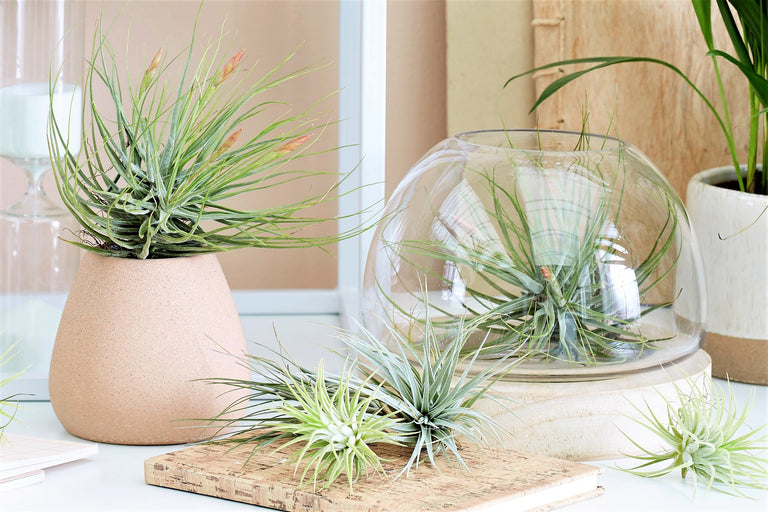 Set van 6 Tillandsia luchtplantjes