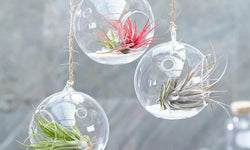 Set van 6 Tillandsia luchtplantjes