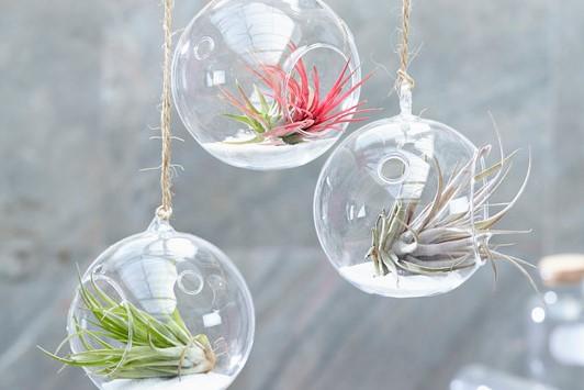 Set van 6 Tillandsia luchtplantjes