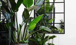 Strelitzia Nicolai Paradijsvogelplant