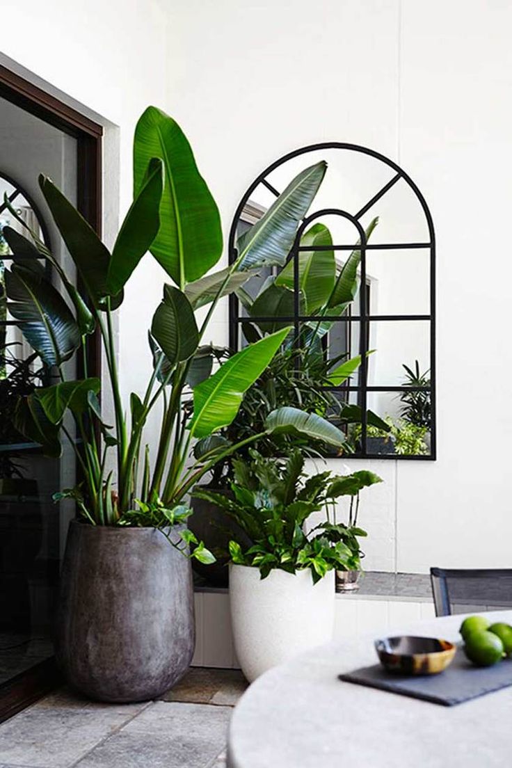 Strelitzia Nicolai Paradijsvogelplant