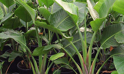 Strelitzia Nicolai Paradijsvogelplant