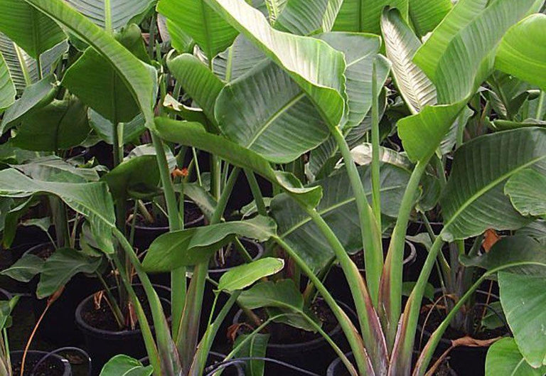 Strelitzia Nicolai Paradijsvogelplant