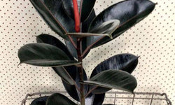 XL Rubberplant Ficus Elastica Abidjan