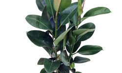 XL Rubberplant Ficus Elastica Robusta