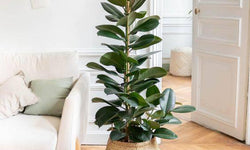 XL Rubberplant Ficus Elastica Robusta