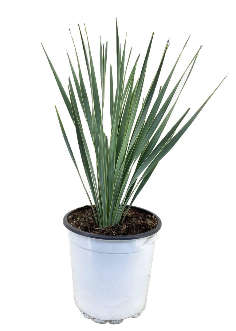 Yucca Rostrata Palm lilly