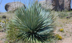 Yucca Rostrata Palm lilly