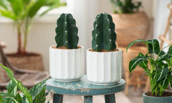 Set van 2 Cactus Cuddly