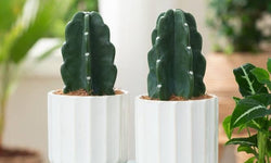 Set van 2 Cactus Cuddly