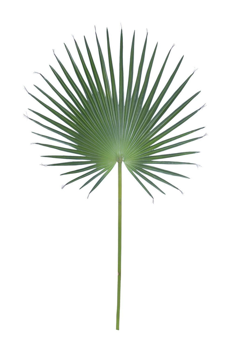 Kunstblad Fanpalm