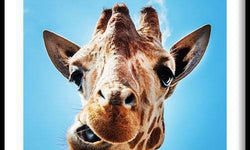 Canvas schilderij Crazy Giraffe