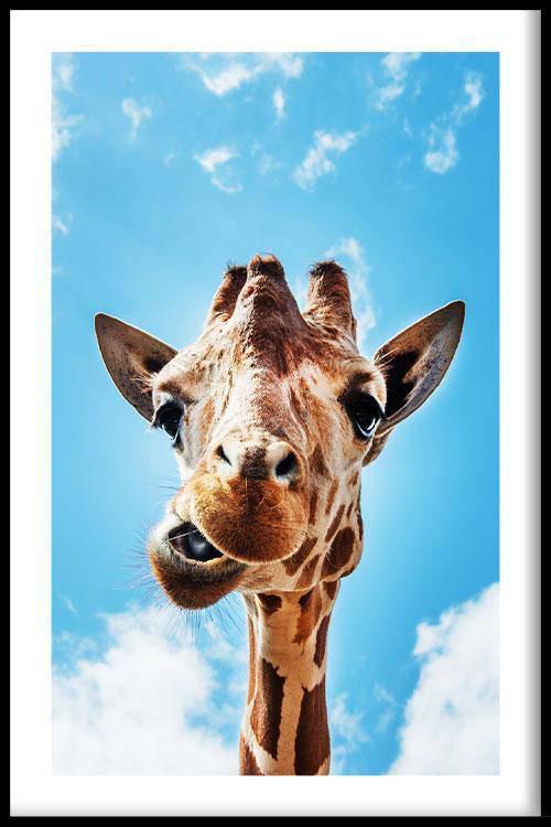 Canvas schilderij Crazy Giraffe