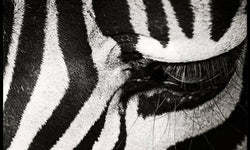 Ingelijste poster Zebra Up Close