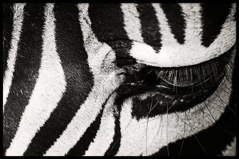 Ingelijste poster Zebra Up Close