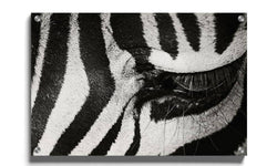 Ingelijste poster Zebra Up Close