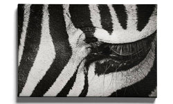 Ingelijste poster Zebra Up Close
