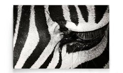 Ingelijste poster Zebra Up Close