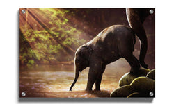 Plexiglas schilderij Baby Olifant