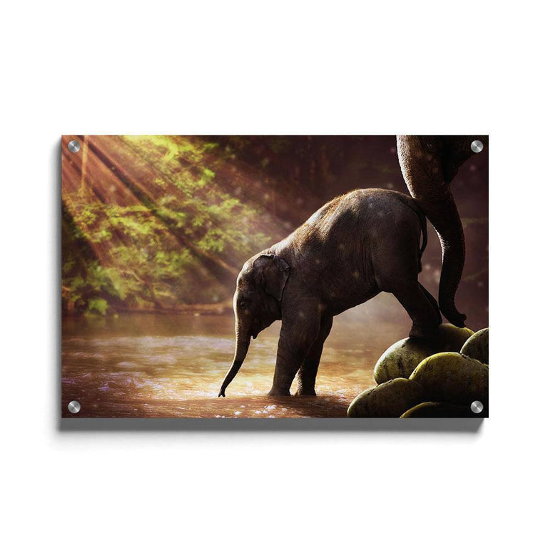 Plexiglas schilderij Baby Olifant