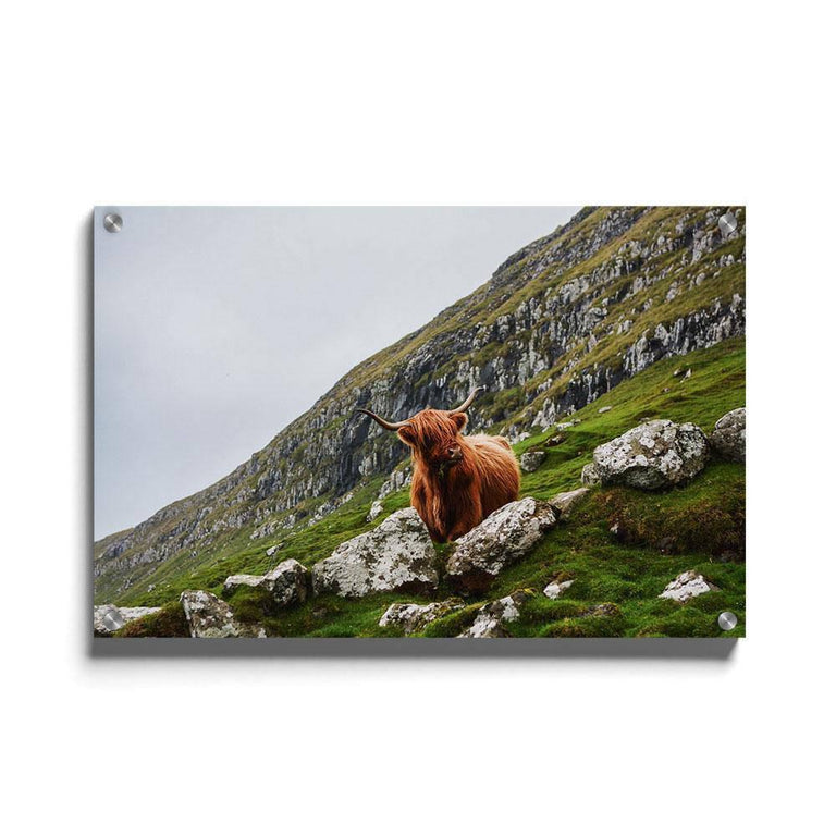 Plexiglas schilderij Bruine Stier