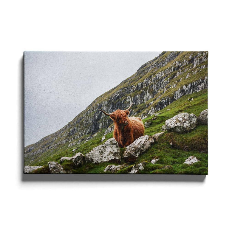 Plexiglas schilderij Bruine Stier