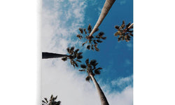 Plexiglas schilderij Palm Sky