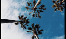 Plexiglas schilderij Palm Sky