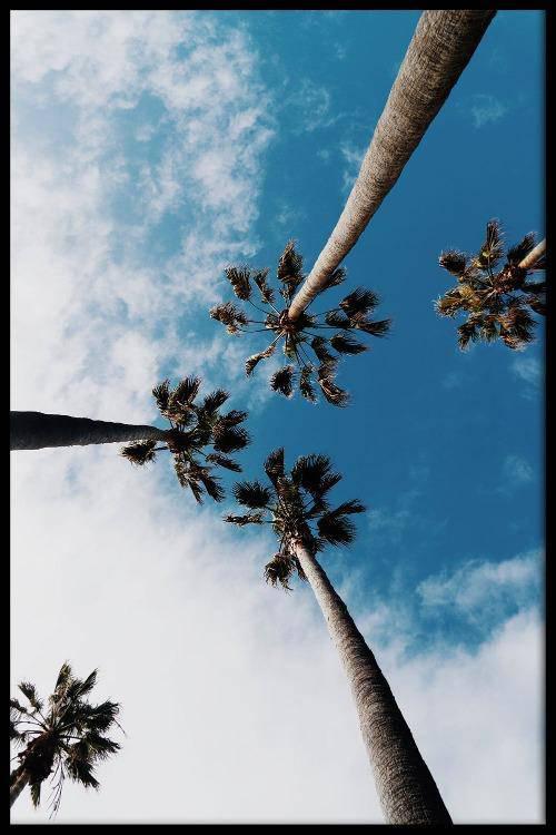 Plexiglas schilderij Palm Sky