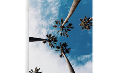 Plexiglas schilderij Palm Sky