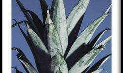 Poster Ananas Bladeren