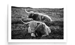 Poster Liggende Schotse Hooglanders