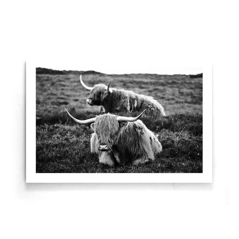 Poster Liggende Schotse Hooglanders