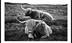Poster Liggende Schotse Hooglanders