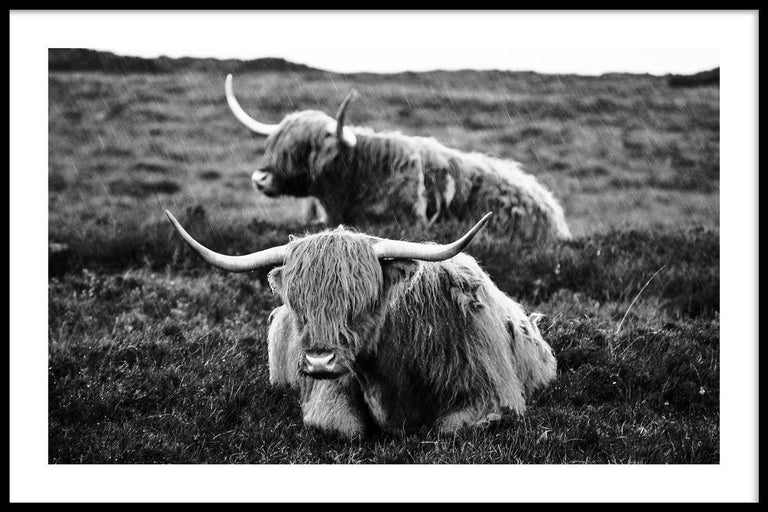 Poster Liggende Schotse Hooglanders