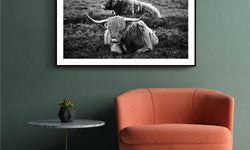 Poster Liggende Schotse Hooglanders