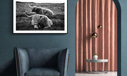 Poster Liggende Schotse Hooglanders