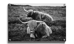 Poster Liggende Schotse Hooglanders