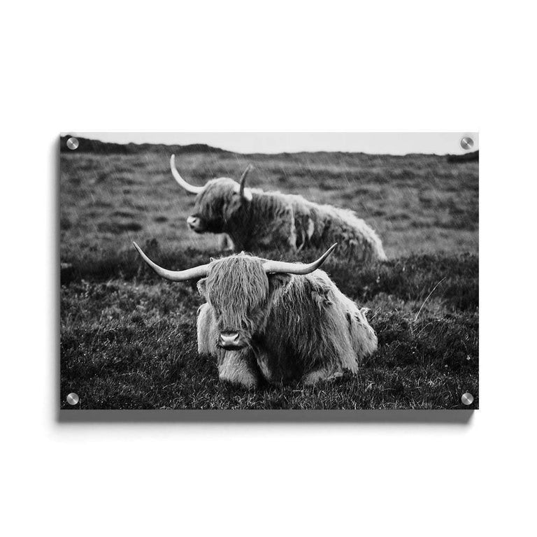 Poster Liggende Schotse Hooglanders
