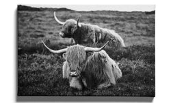 Poster Liggende Schotse Hooglanders