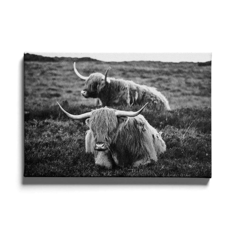 Poster Liggende Schotse Hooglanders