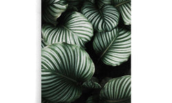 Poster Tropische Bladeren