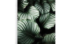Poster Tropische Bladeren